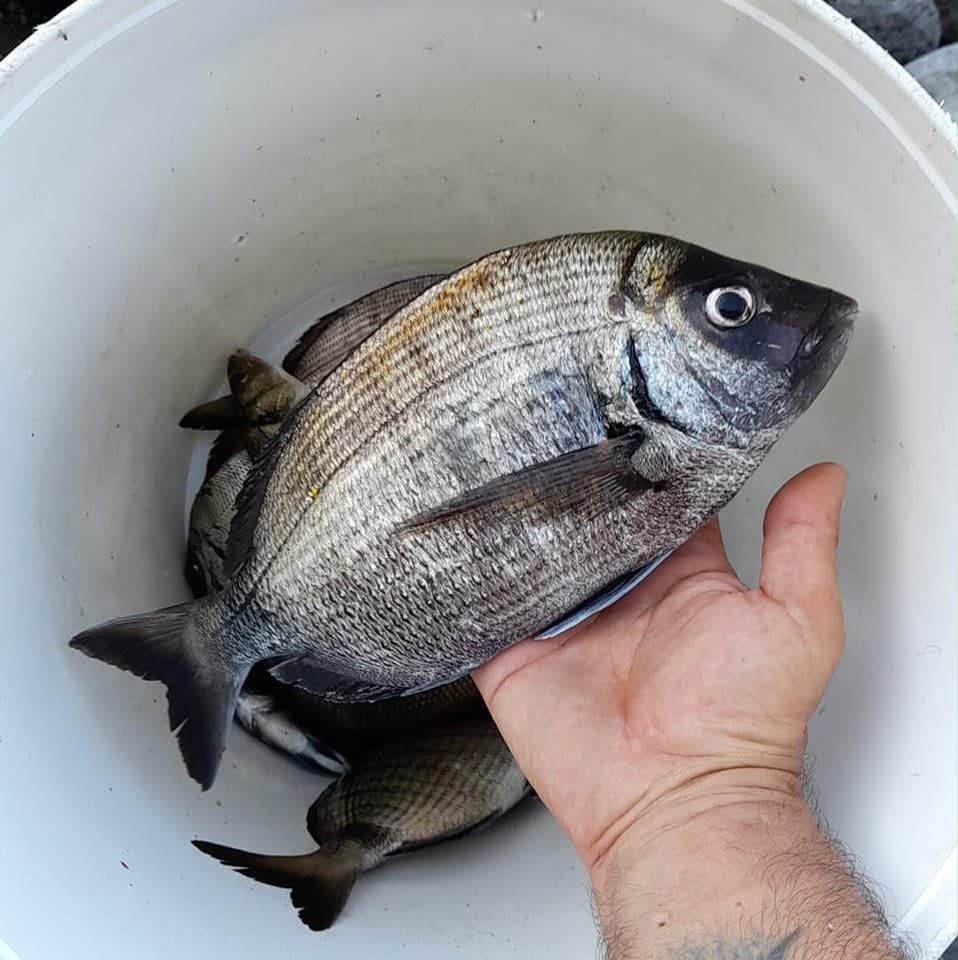 Nuova pescata